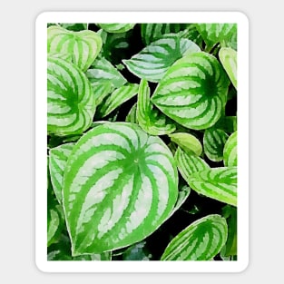 Peperomia argyreia plants Magnet